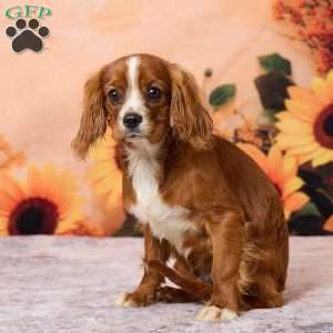 Clyde, Cavalier King Charles Spaniel Puppy